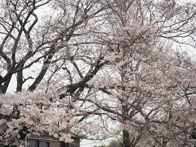 湯河原蔵町公園の桜