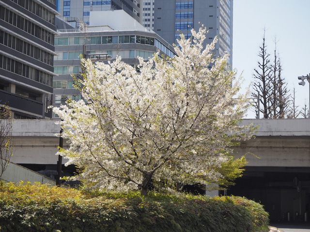 新宿西口の桜