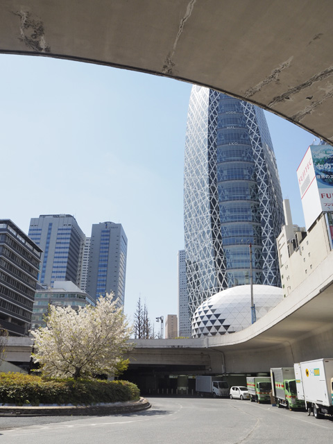 新宿西口の桜と高層ビル