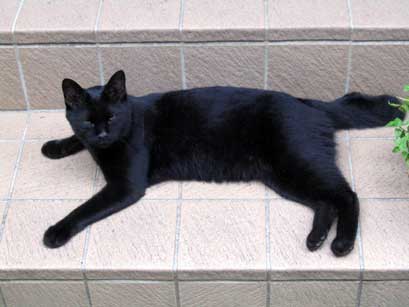 黒猫くま
