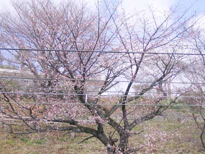 湯河原駅の早咲きの桜