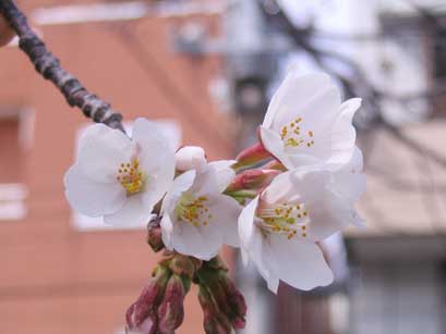 自転車置き場の桜