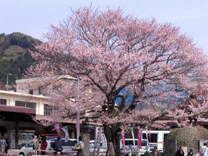 湯河原駅前の桜