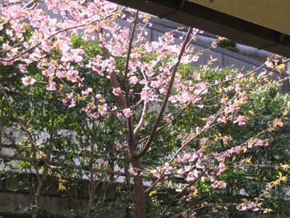 町営温泉の桜