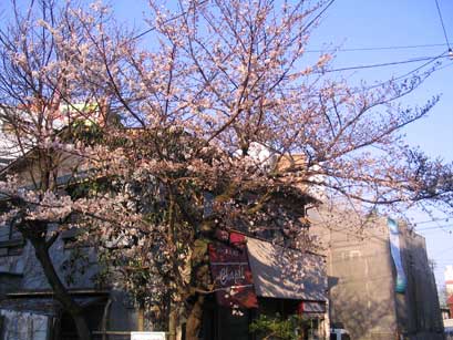 古い喫茶店と桜