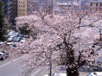 桜の古木
