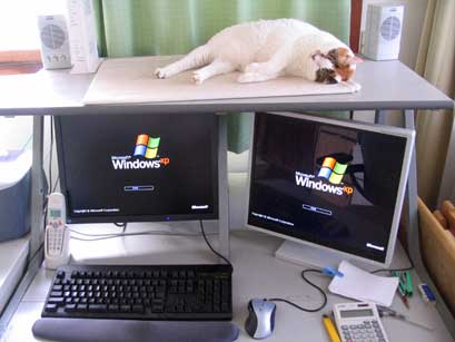 PCの机と、その上で寝る朔（猫）
