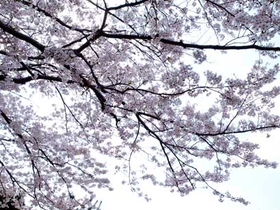 蔵町公園の桜