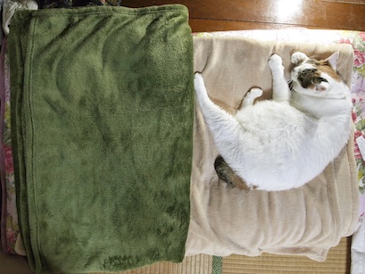 オリーブグリーンとラテベージュの毛布、および朔（猫）