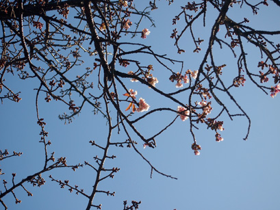 早咲きの桜（河津桜）