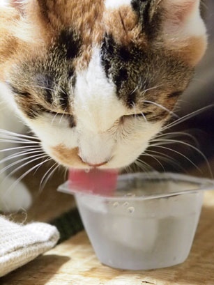 氷水を飲む猫、朔