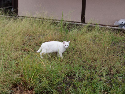 シロ子（白猫）