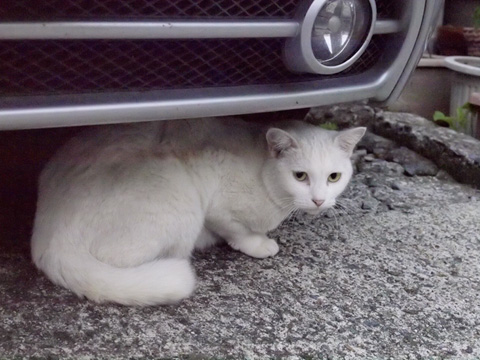 シロ子（白猫）
