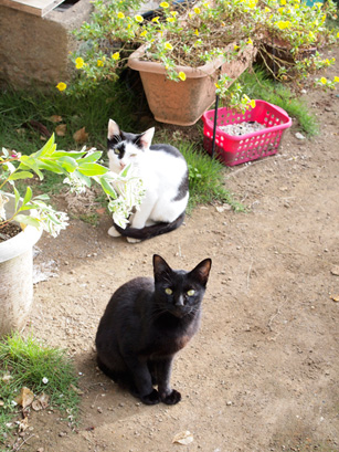 白黒猫と黒猫
