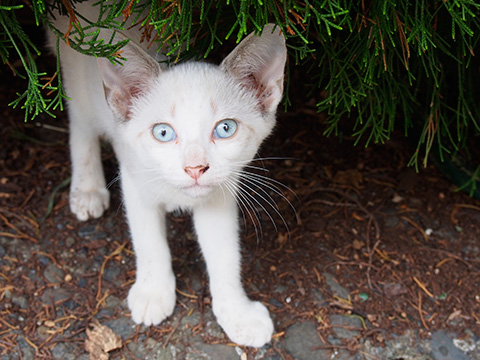 青い目のシロ子（猫）