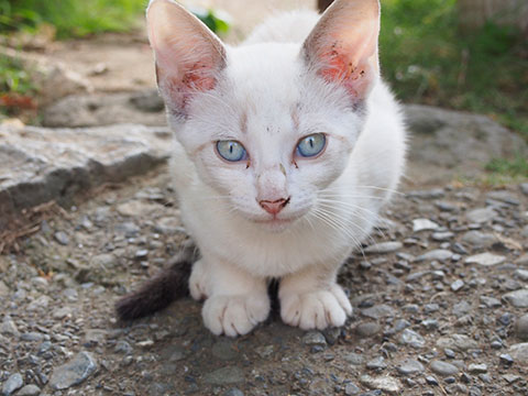 青い目のシロ子（猫）
