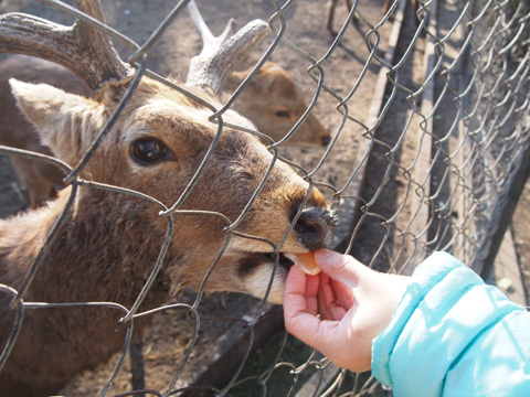 みかんを食べる鹿