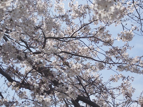 蔵町公園の桜
